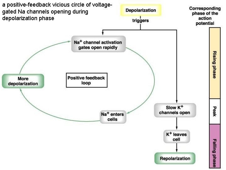 a positive-feedback vicious circle of voltagegated Na channels opening during depolarization phase 