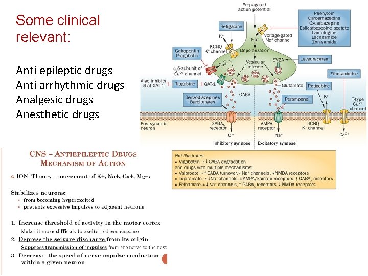 Some clinical relevant: Anti epileptic drugs Anti arrhythmic drugs Analgesic drugs Anesthetic drugs 