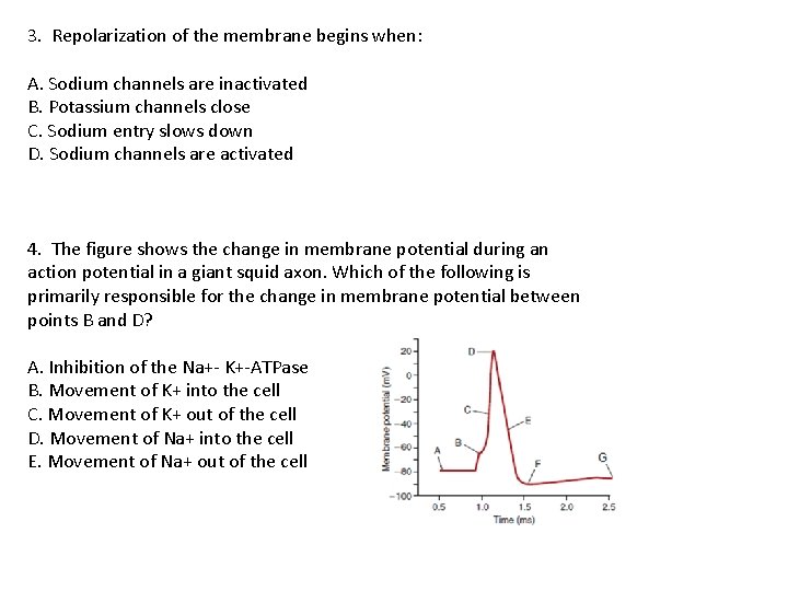 3. Repolarization of the membrane begins when: A. Sodium channels are inactivated B. Potassium
