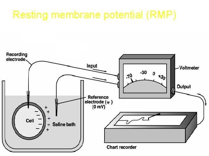 Resting membrane potential (RMP) 
