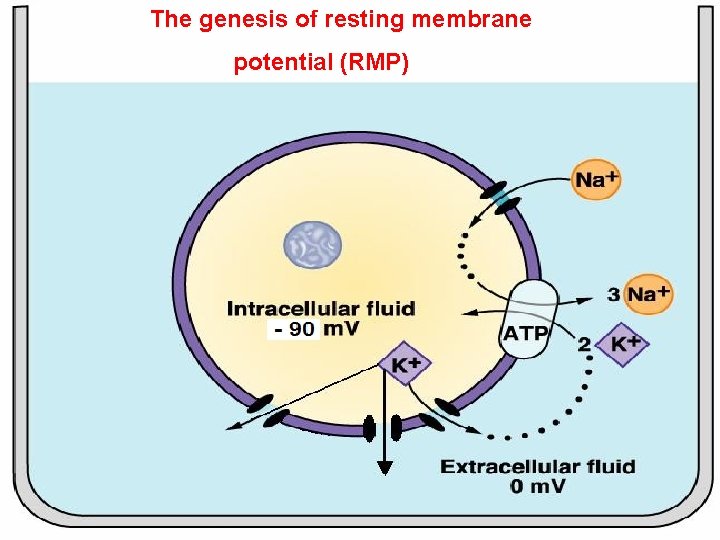 The genesis of resting membrane potential (RMP) 
