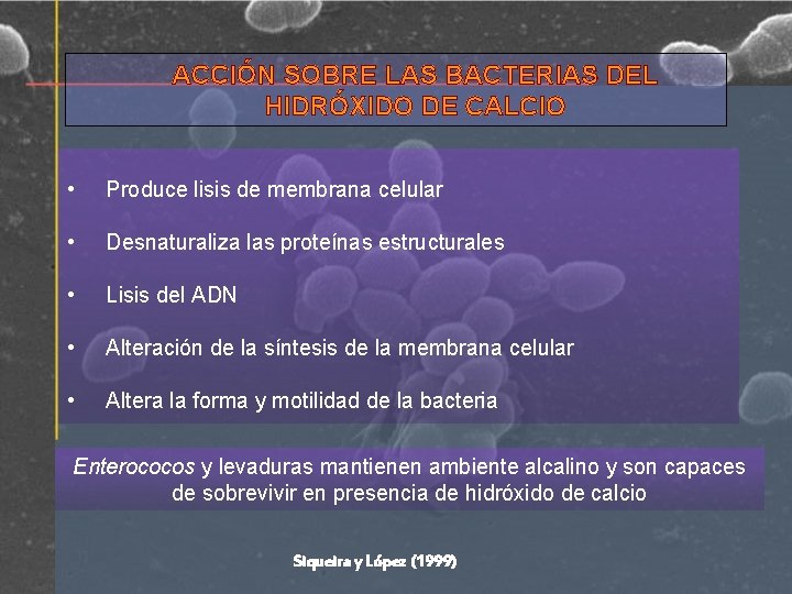 ACCIÓN SOBRE LAS BACTERIAS DEL HIDRÓXIDO DE CALCIO • Produce lisis de membrana celular