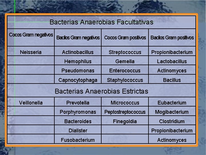 Bacterias Anaerobias Facultativas Cocos Gram negativos Neisseria Bacilos Gram negativos Cocos Gram positivos Bacilos