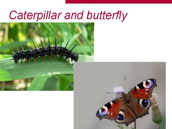 Caterpillar and butterfly 