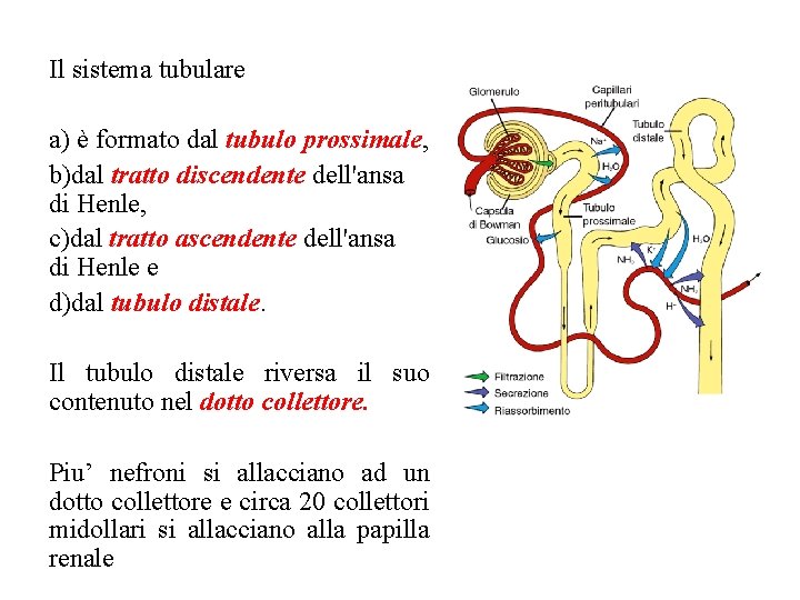 Il sistema tubulare a) è formato dal tubulo prossimale, b)dal tratto discendente dell'ansa di