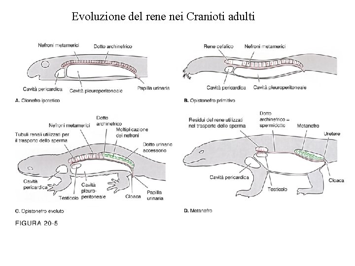 Evoluzione del rene nei Cranioti adulti 