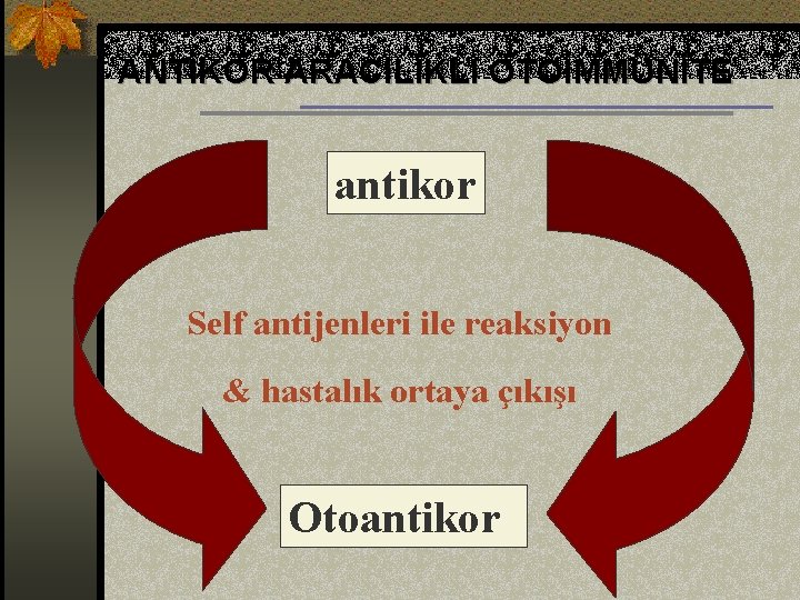 ANTİKOR ARACILIKLI OTOİMMÜNİTE antikor Self antijenleri ile reaksiyon & hastalık ortaya çıkışı Otoantikor 