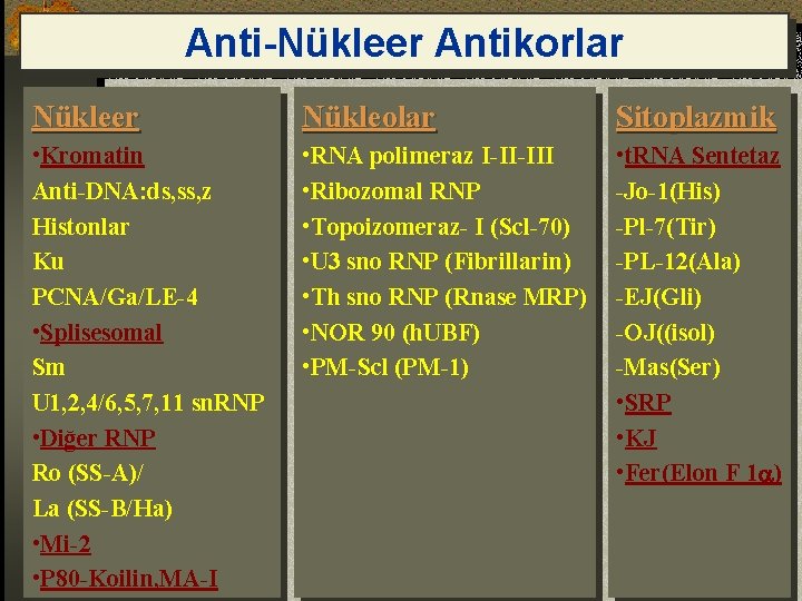 Anti-Nükleer Antikorlar Nükleer Nükleolar Sitoplazmik • Kromatin Anti-DNA: ds, ss, z Histonlar Ku PCNA/Ga/LE-4