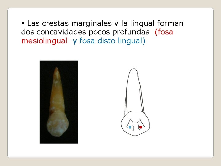 § Las crestas marginales y la lingual forman dos concavidades pocos profundas (fosa mesiolingual