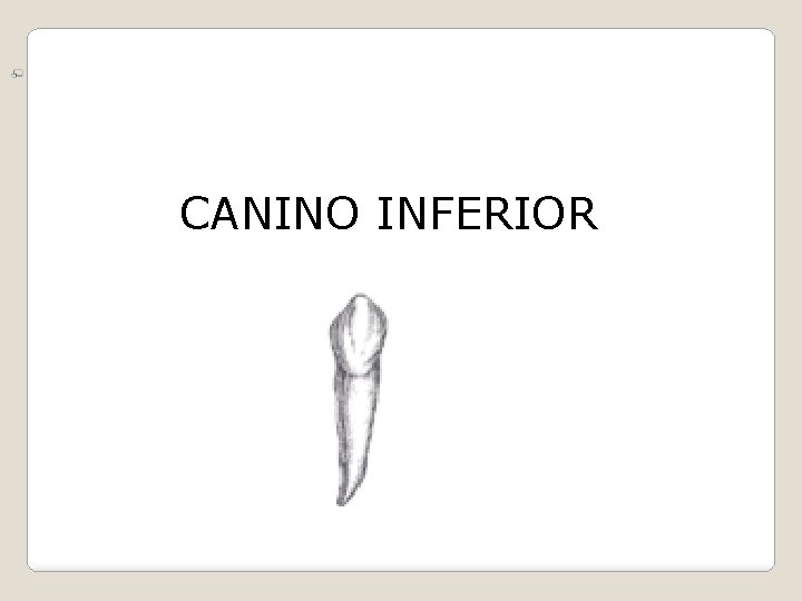 CANINO INFERIOR 