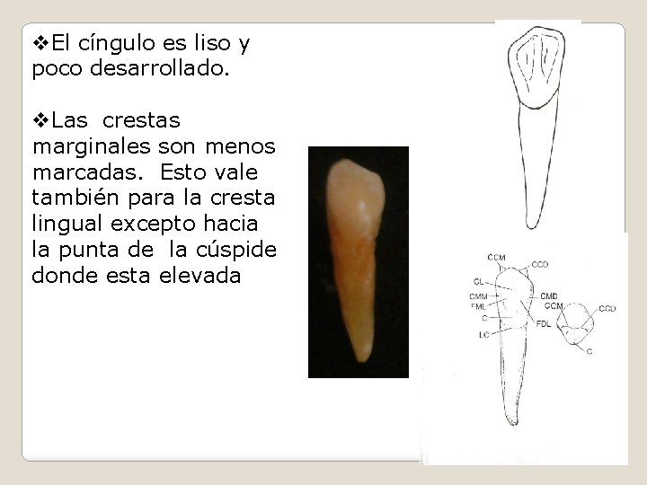 v. El cíngulo es liso y poco desarrollado. v. Las crestas marginales son menos