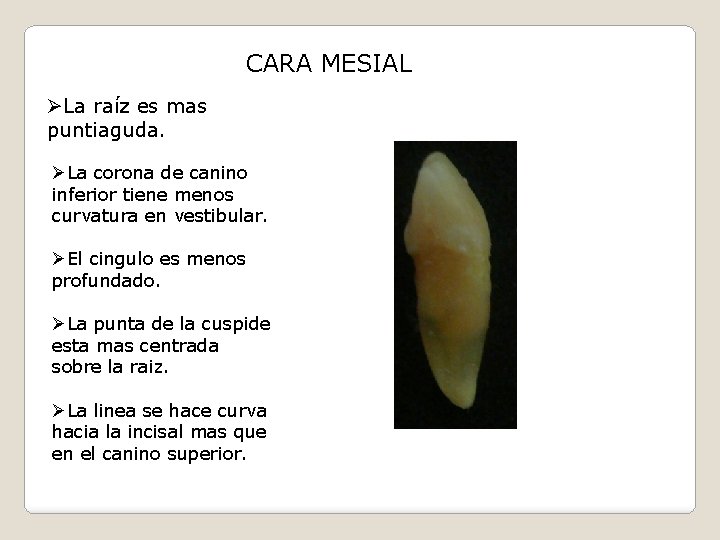 CARA MESIAL ØLa raíz es mas puntiaguda. ØLa corona de canino inferior tiene menos