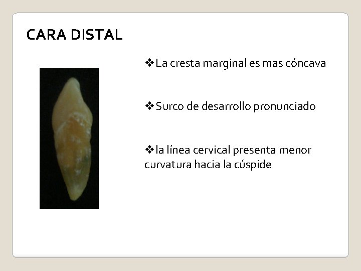 CARA DISTAL v. La cresta marginal es mas cóncava v. Surco de desarrollo pronunciado