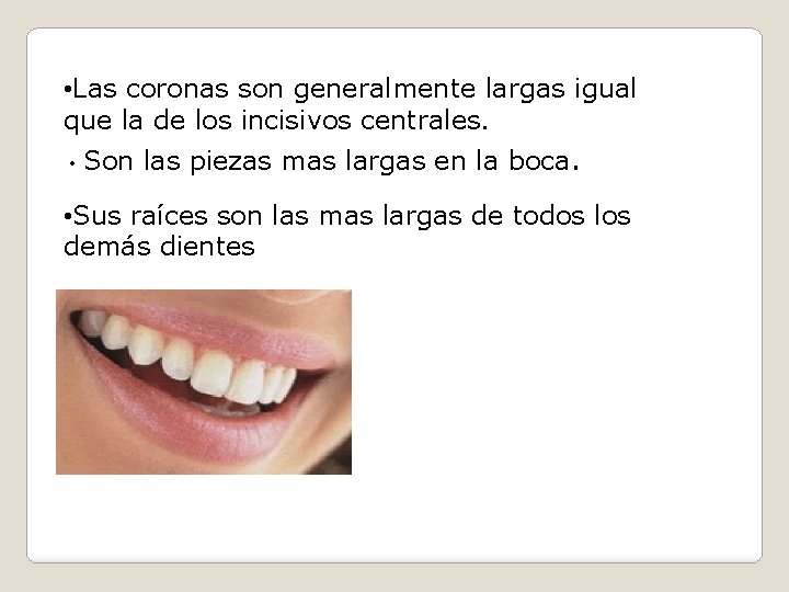  • Las coronas son generalmente largas igual que la de los incisivos centrales.