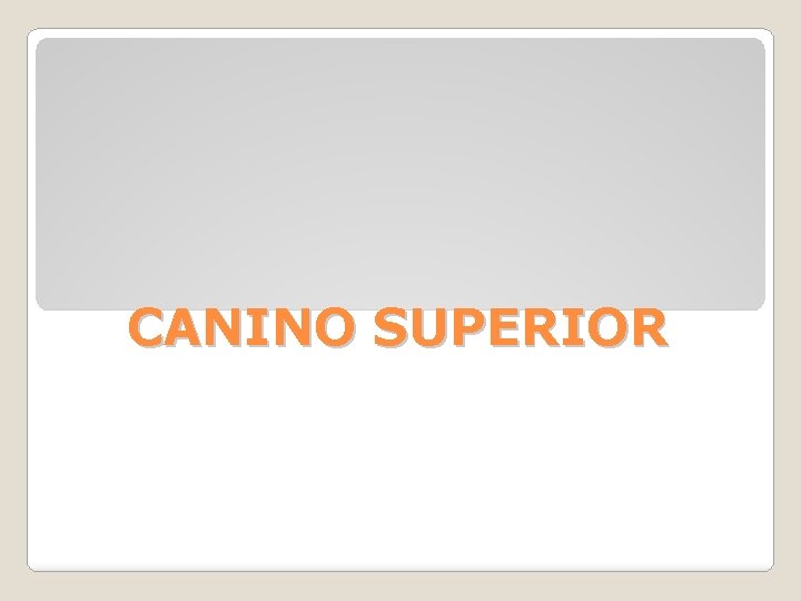 CANINO SUPERIOR 