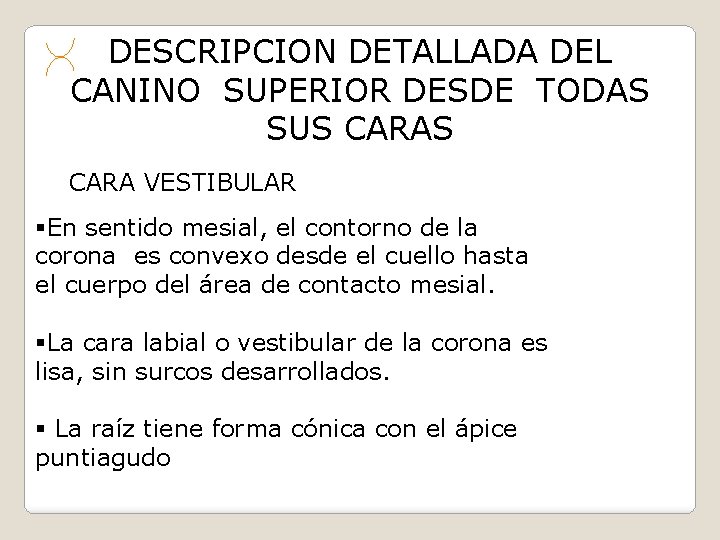 DESCRIPCION DETALLADA DEL CANINO SUPERIOR DESDE TODAS SUS CARA VESTIBULAR §En sentido mesial, el