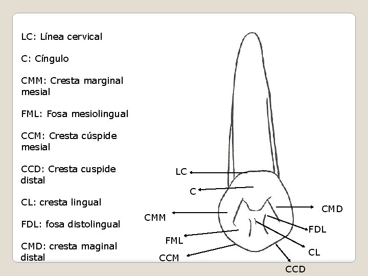 LC: Línea cervical C: Cíngulo CMM: Cresta marginal mesial FML: Fosa mesiolingual CCM: Cresta