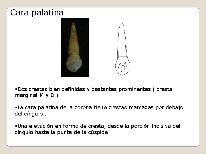 Cara palatina §Dos crestas bien definidas y bastantes prominentes ( cresta marginal M y