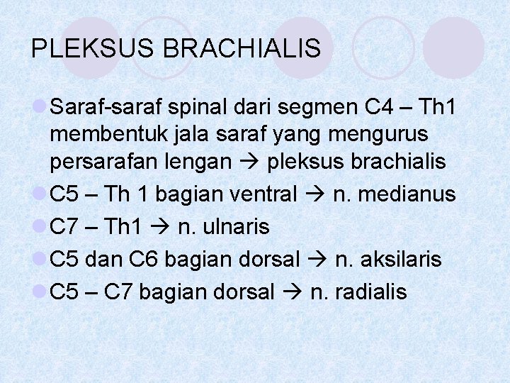 PLEKSUS BRACHIALIS l Saraf-saraf spinal dari segmen C 4 – Th 1 membentuk jala