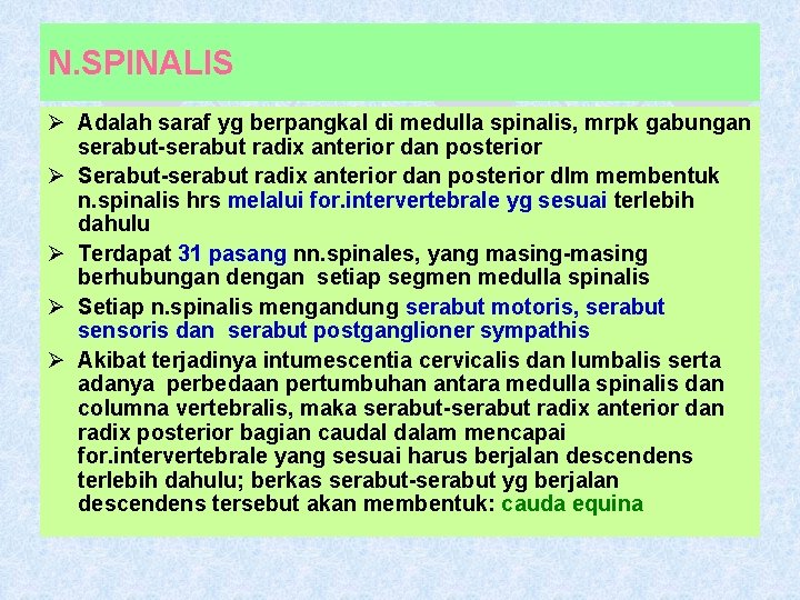 N. SPINALIS Ø Adalah saraf yg berpangkal di medulla spinalis, mrpk gabungan serabut-serabut radix