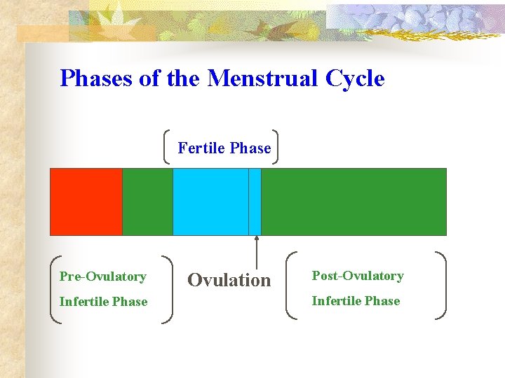 Phases of the Menstrual Cycle Fertile Phase Pre-Ovulatory Infertile Phase Ovulation Post-Ovulatory Infertile Phase