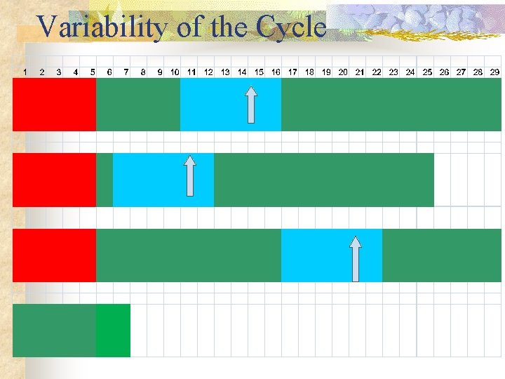 Variability of the Cycle 