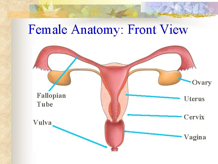 Female Anatomy: Front View Ovary Fallopian Tube Vulva Uterus Cervix Vagina 