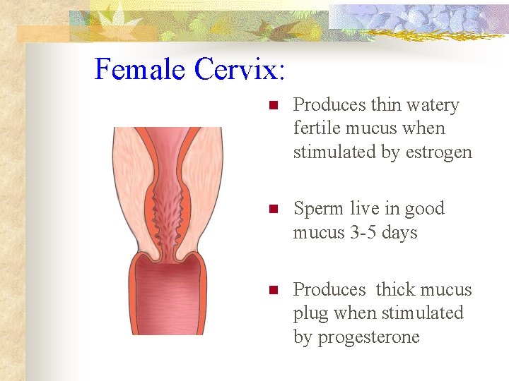 Female Cervix: n Produces thin watery fertile mucus when stimulated by estrogen n Sperm
