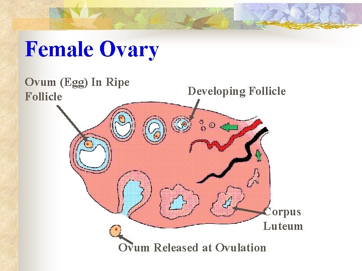 Female Ovary Ovum (Egg) In Ripe Follicle Developing Follicle Corpus Luteum Ovum Released at