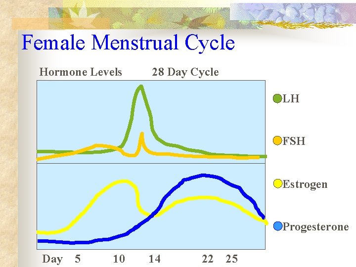 Female Menstrual Cycle Hormone Levels 28 Day Cycle LH FSH Estrogen Progesterone Day 5