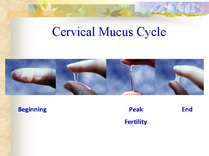 Cervical Mucus Cycle Beginning Peak Fertility End 