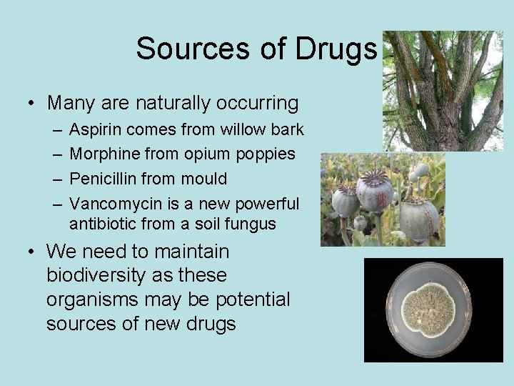 Sources of Drugs • Many are naturally occurring – – Aspirin comes from willow