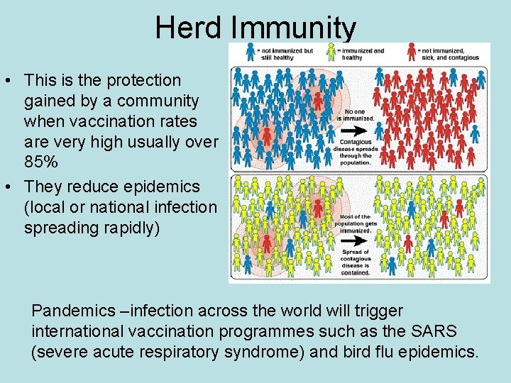 Herd Immunity • This is the protection gained by a community when vaccination rates