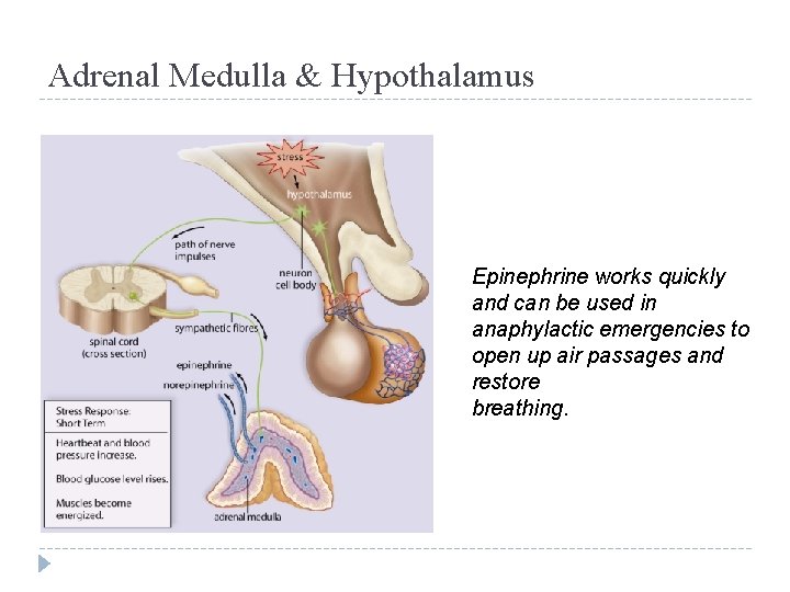 Adrenal Medulla & Hypothalamus Epinephrine works quickly and can be used in anaphylactic emergencies