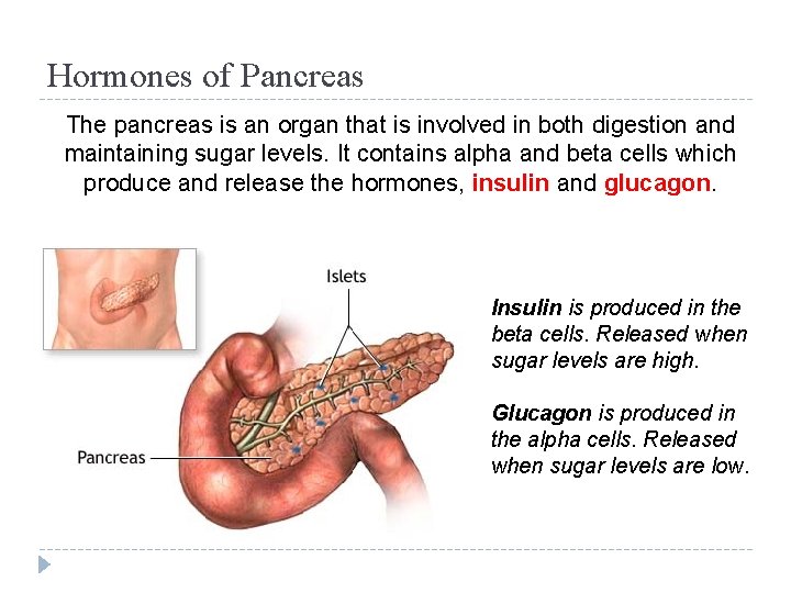 Hormones of Pancreas The pancreas is an organ that is involved in both digestion