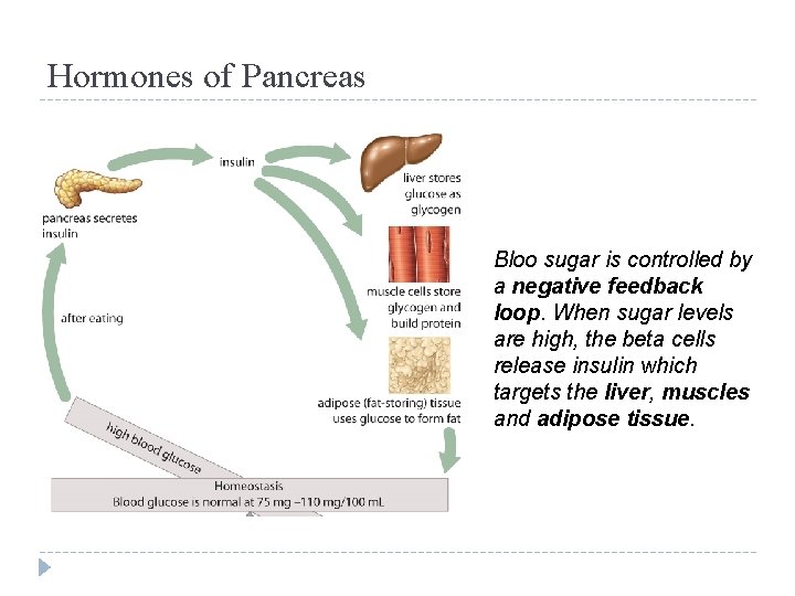 Hormones of Pancreas Bloo sugar is controlled by a negative feedback loop. When sugar