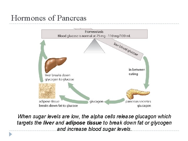 Hormones of Pancreas When sugar levels are low, the alpha cells release glucagon which