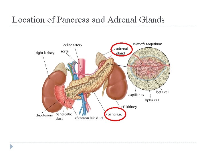 Location of Pancreas and Adrenal Glands 