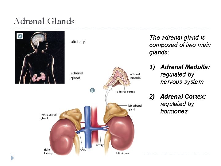 Adrenal Glands The adrenal gland is composed of two main glands: 1) Adrenal Medulla: