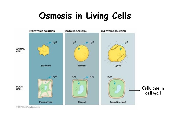 Osmosis in Living Cells Cellulose in cell wall 