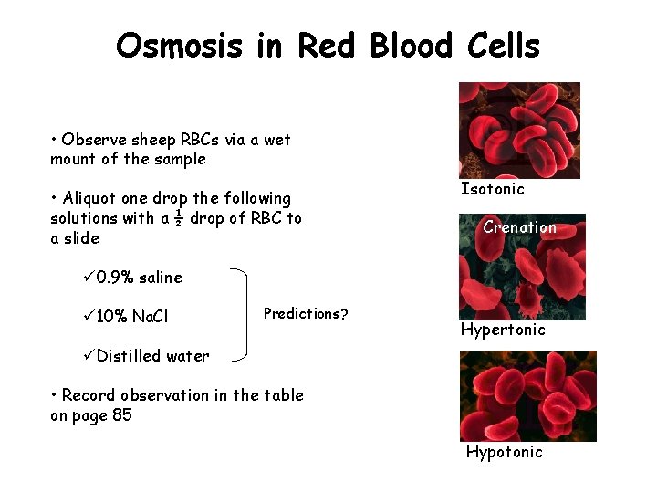 Osmosis in Red Blood Cells • Observe sheep RBCs via a wet mount of