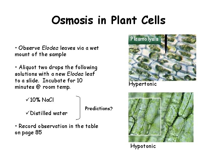 Osmosis in Plant Cells Plasmolysis • Observe Elodea leaves via a wet mount of