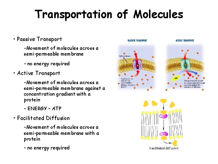 Transportation of Molecules • Passive Transport -Movement of molecules across a semi-permeable membrane -