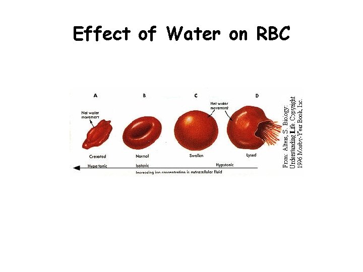 Effect of Water on RBC 