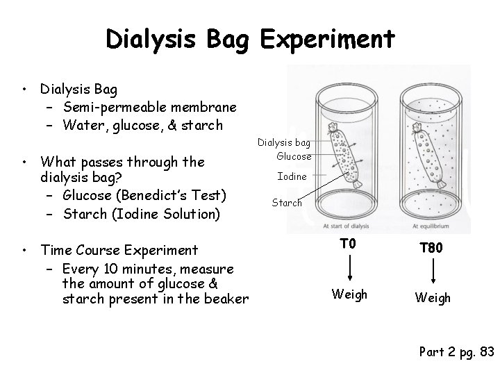 Dialysis Bag Experiment • Dialysis Bag – Semi-permeable membrane – Water, glucose, & starch