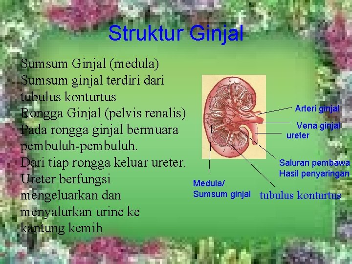 Struktur Ginjal Sumsum Ginjal (medula) Sumsum ginjal terdiri dari tubulus konturtus Rongga Ginjal (pelvis