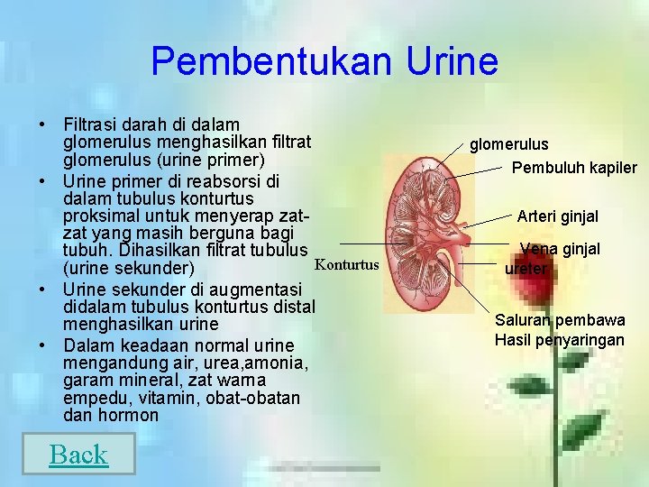 Pembentukan Urine • Filtrasi darah di dalam glomerulus menghasilkan filtrat glomerulus (urine primer) •