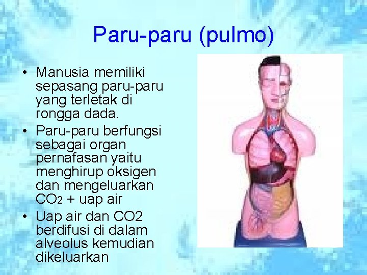 Paru-paru (pulmo) • Manusia memiliki sepasang paru-paru yang terletak di rongga dada. • Paru-paru