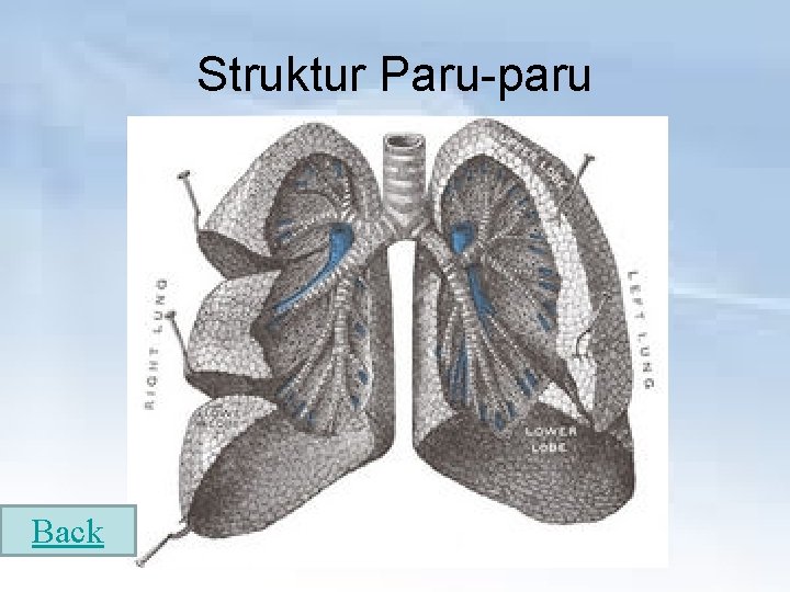 Struktur Paru-paru Back 