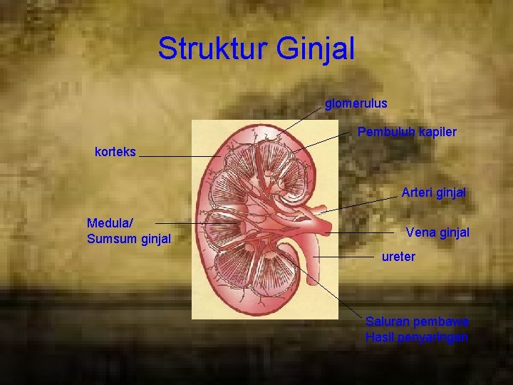 Struktur Ginjal glomerulus Pembuluh kapiler korteks Arteri ginjal Medula/ Sumsum ginjal Vena ginjal ureter